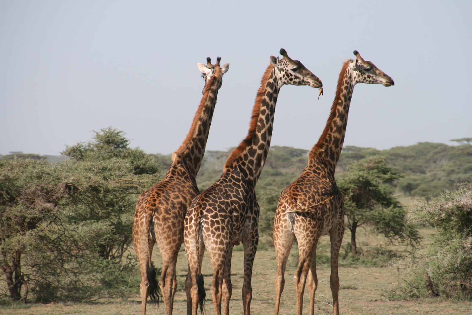 4-Day Tanzania Wildlife & Cultural Safari