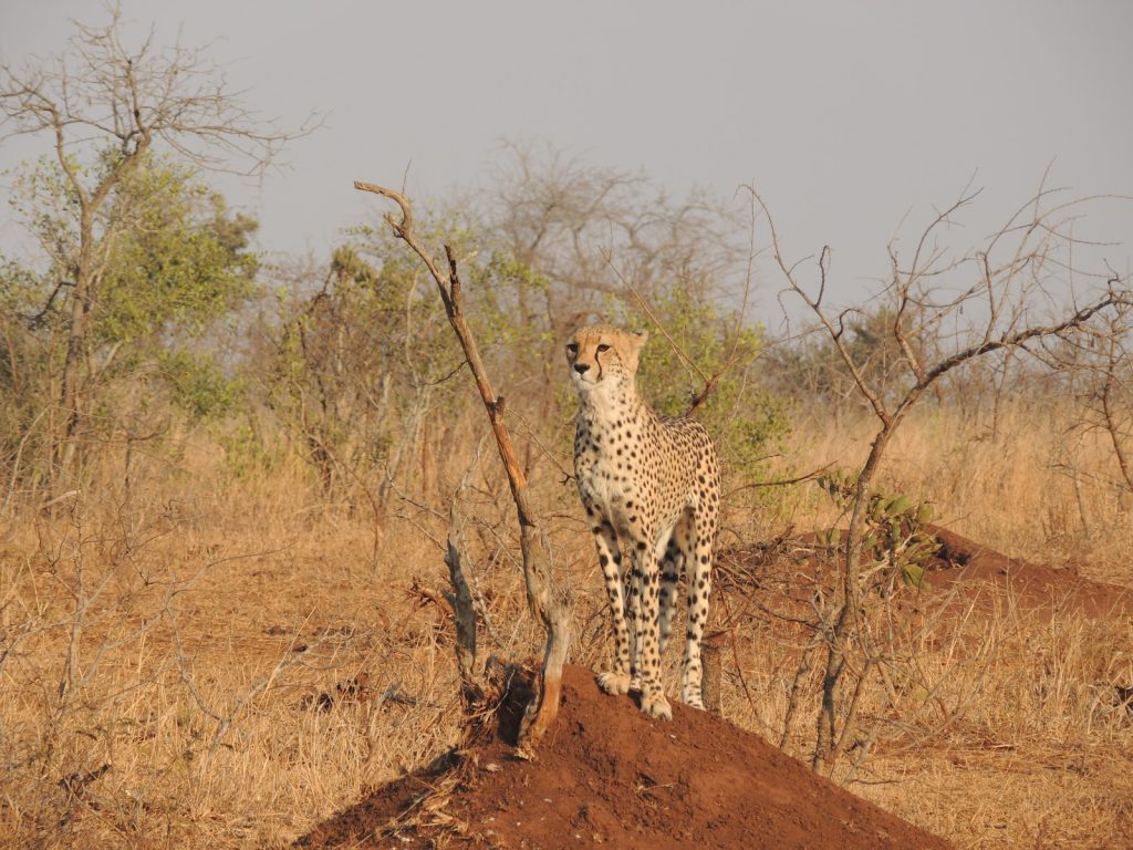 3-Day Tarangire, Ngorongoro & Lake Manyara Safari