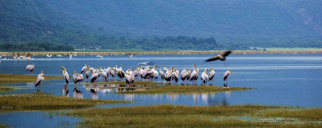 5-Day Tarangire Manyara Serengeti and Ngorongoro Trip