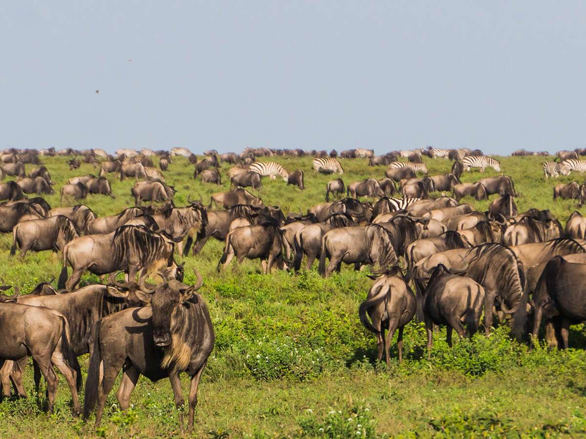 Southern Serengeti Calving Safari