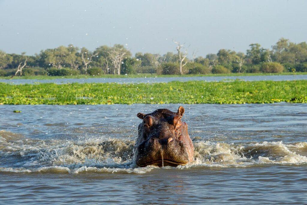 3-Day Selous Nyerere NP Boat and Game Drive