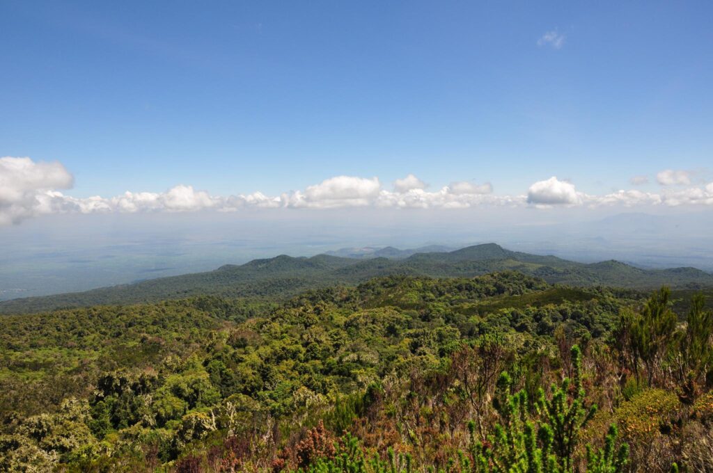 Kilimanjaro Mandara Hut Day Hike