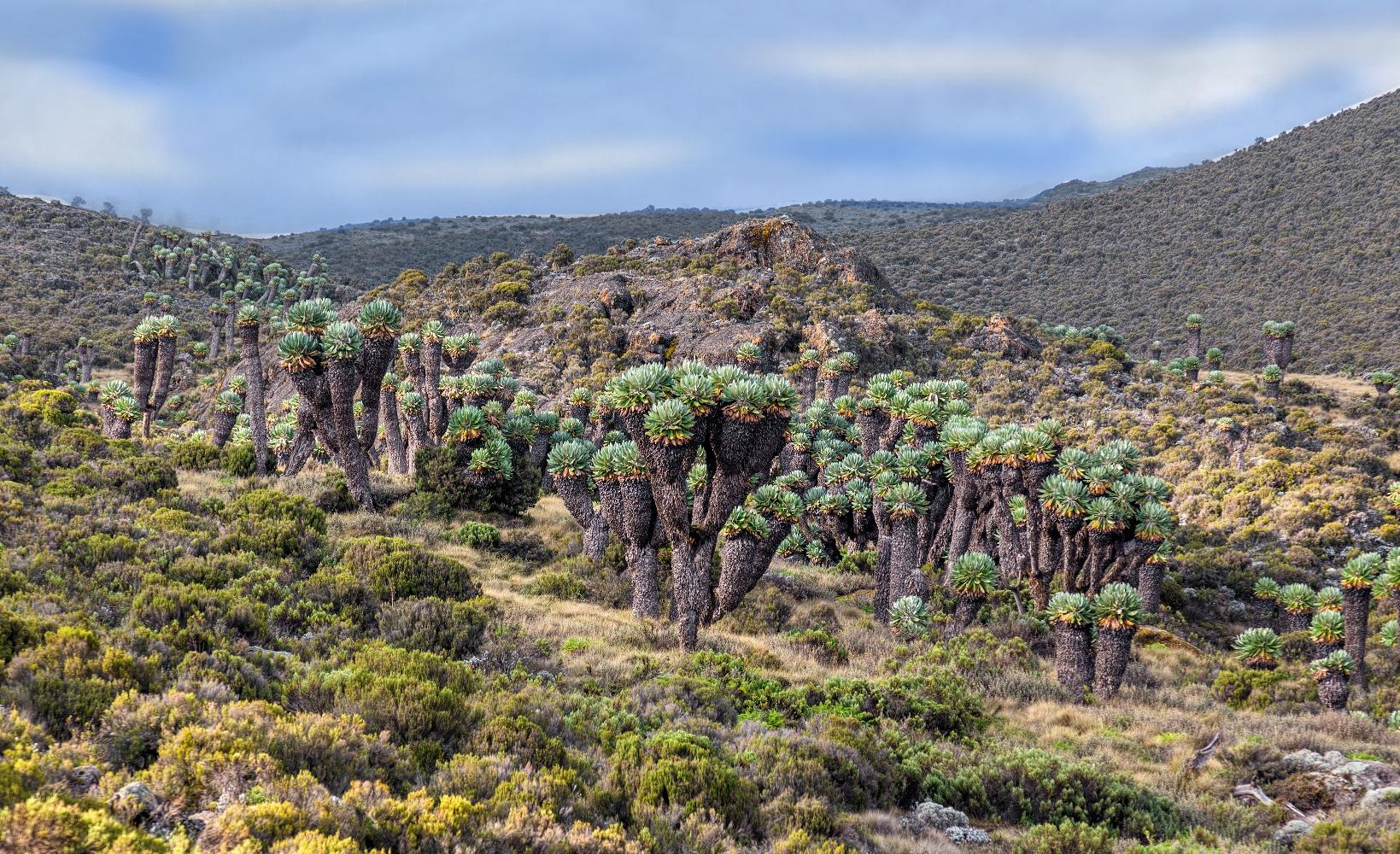 7 Days Kilimanjaro Lemosho Route