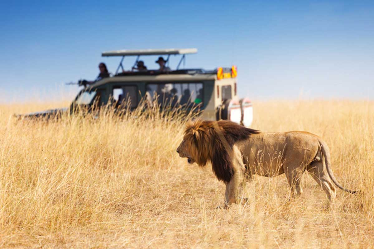 5 Days 4 Nights Safari - Lake Manyara, the Serengeti, Ngorongoro Crater, and Tarangire