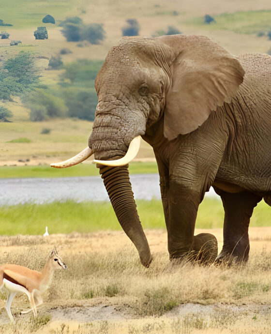 4 Days 3 Nights Safari