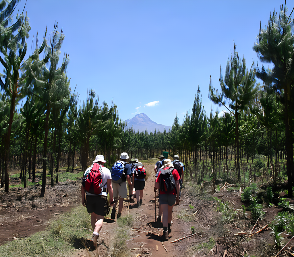 From Rainforests to Summits: Unforgettable Highlights of the Machame Route