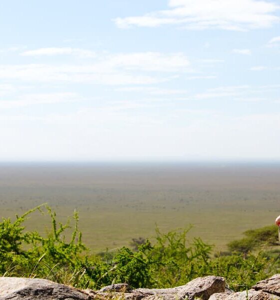 9 Days Serengeti Grand Tour & Safari