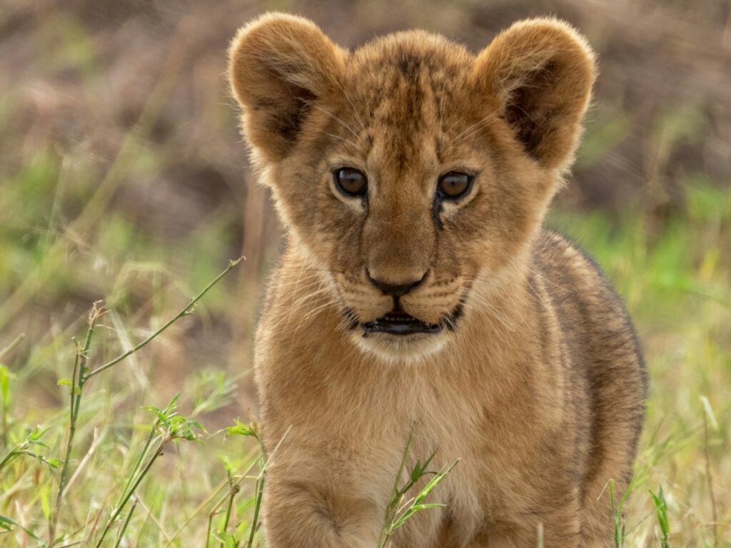4-Day Big Time Safari Experience – Zanzibar to the Wild