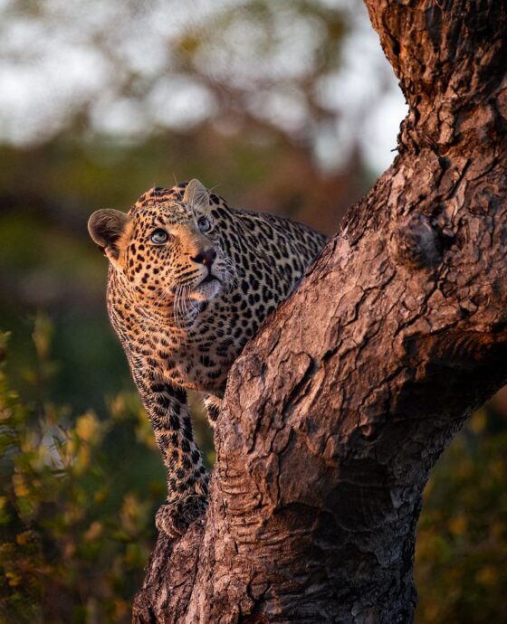 Leopards vs. Cheetahs: Strength vs. Speed in Africa’s Big Cats