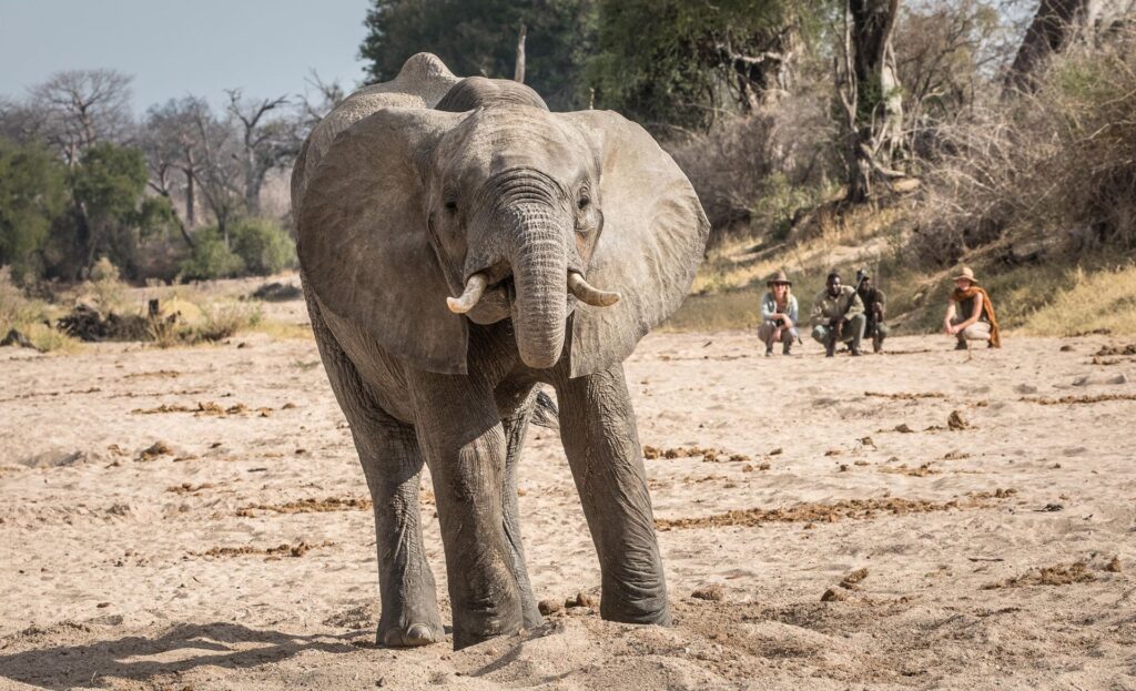 Our 6 Best Tanzania Safaris