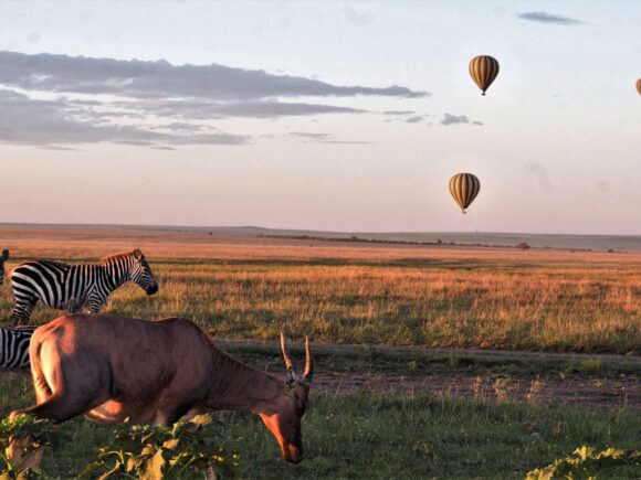 Everything You Need to Pack for the Great Migration in Tanzania