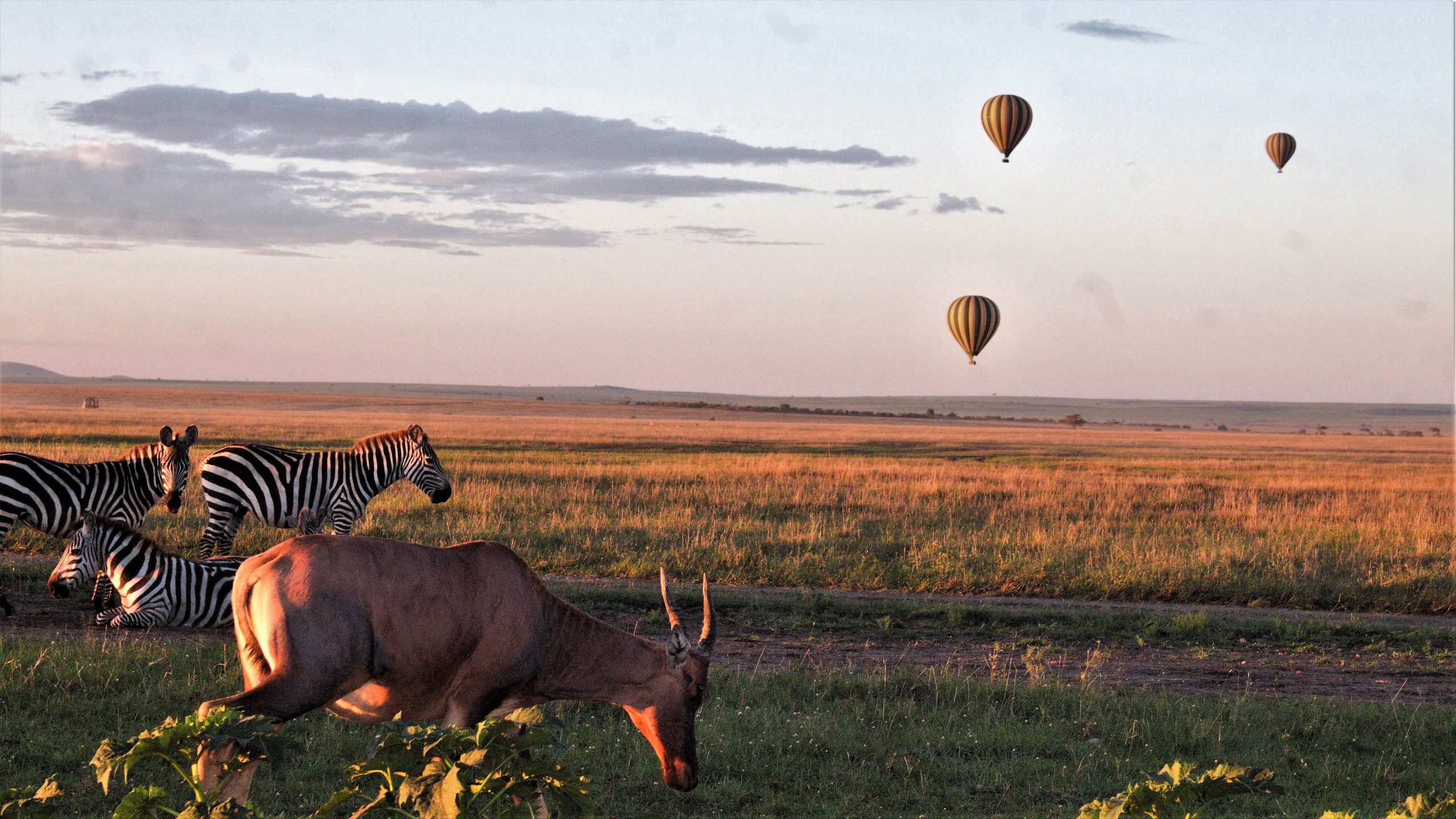 7-Day Wildbeest Migration Experience Private Midrange