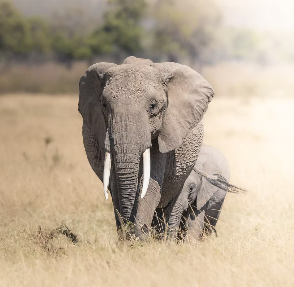 12-Day Tanzania Photography Safari