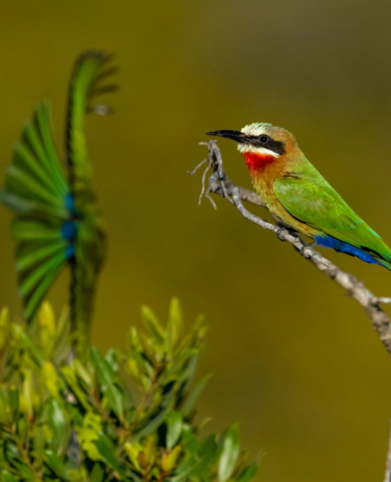 Unleash Your Inner Photographer on a Tanzania Photo Safari Tour