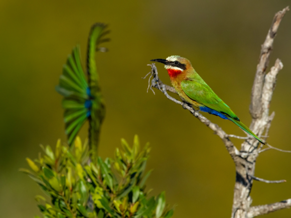 Unleash Your Inner Photographer on a Tanzania Photo Safari Tour