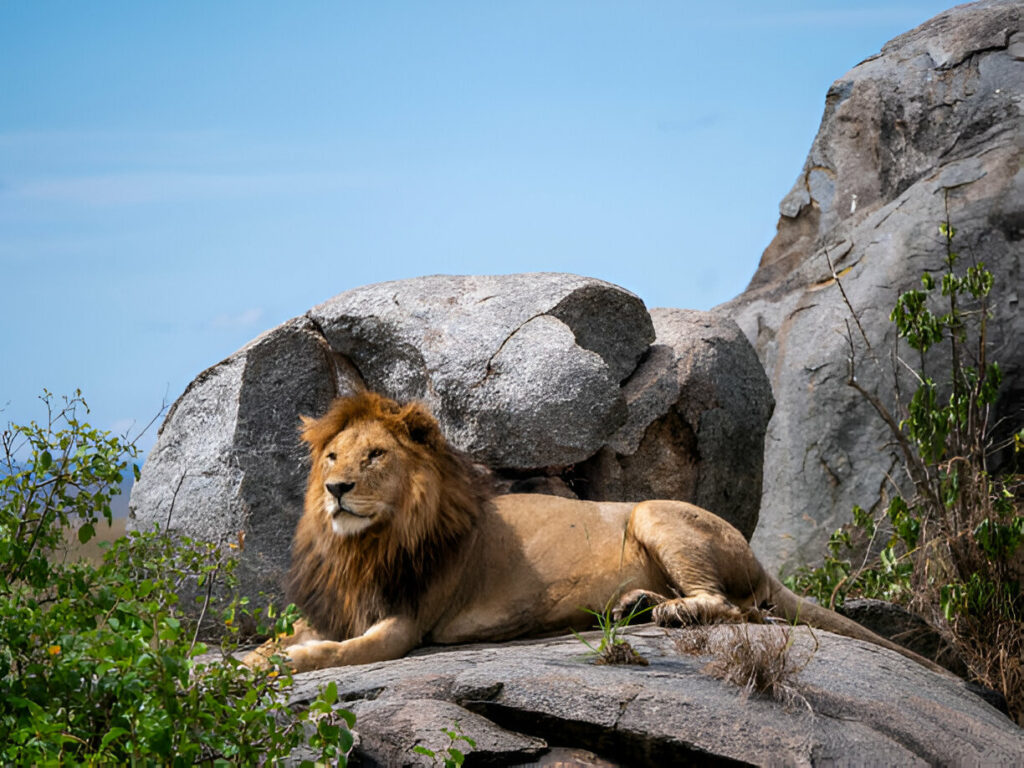 7 Days Unforgettable Adventure to Serengeti & Ngorongoro crater