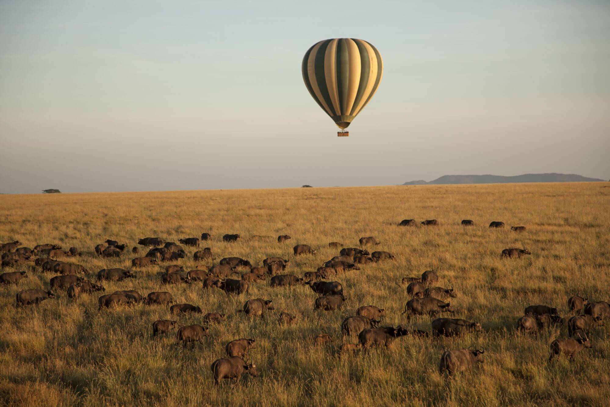 Serengeti Classic Safari