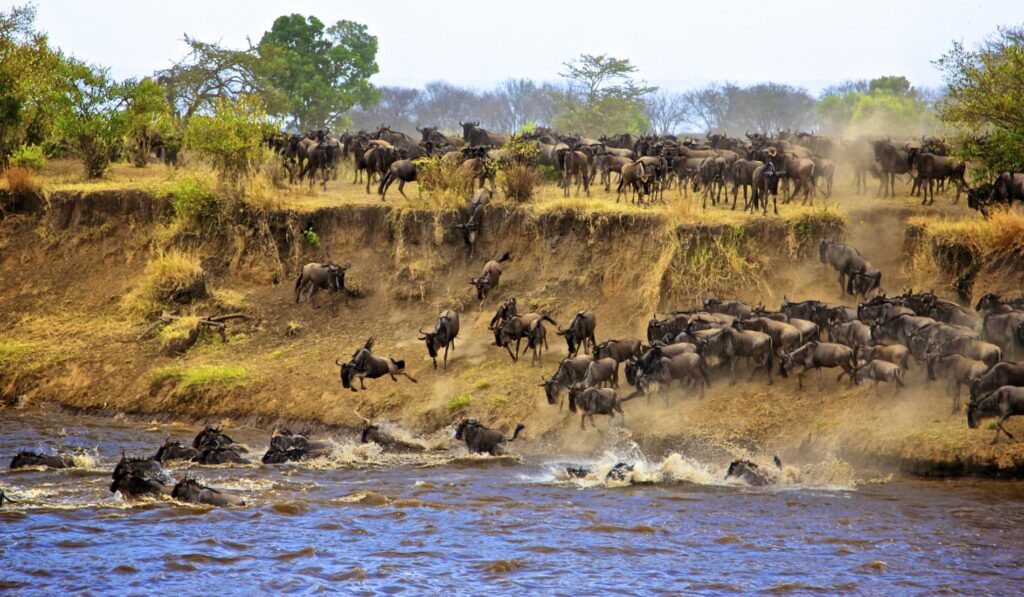 4-Day Affordable Safari with Lake Manyara Walking Tour