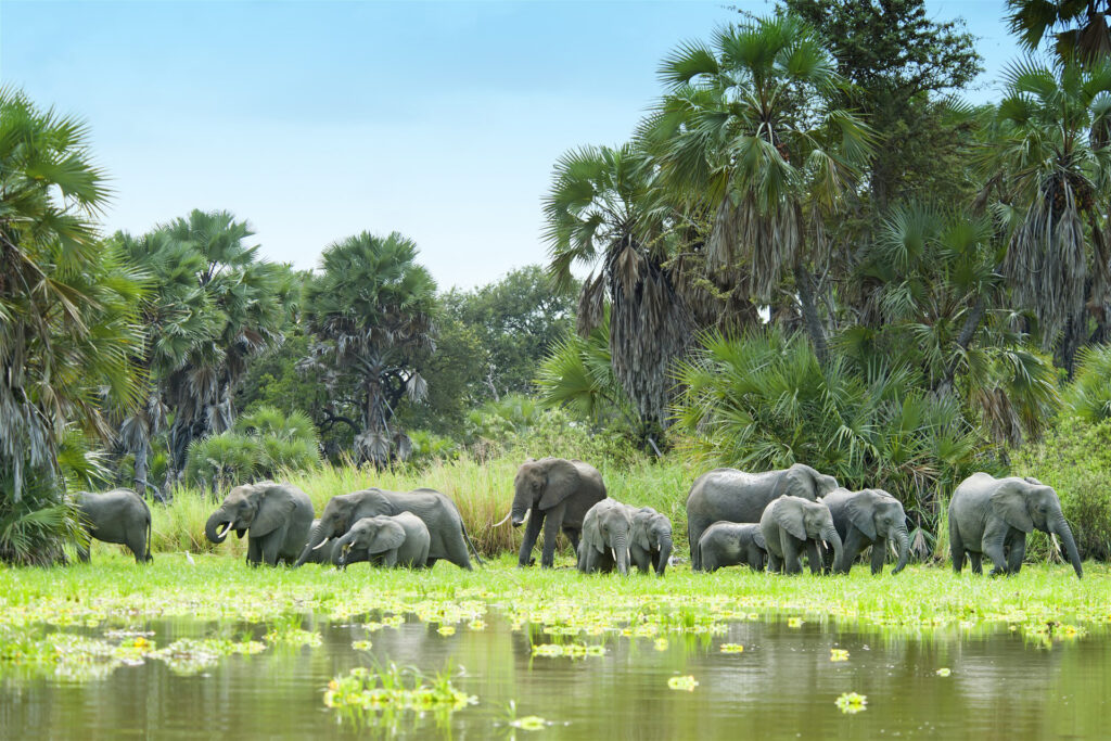 Top 5 Places for a River Safari in Tanzania