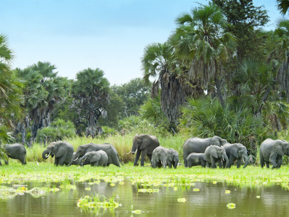 Top 5 Places for a River Safari in Tanzania