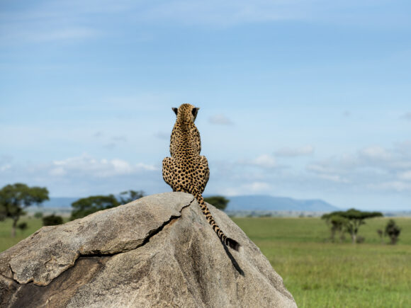 Which is Better: Serengeti vs. Lake Manyara Safari?