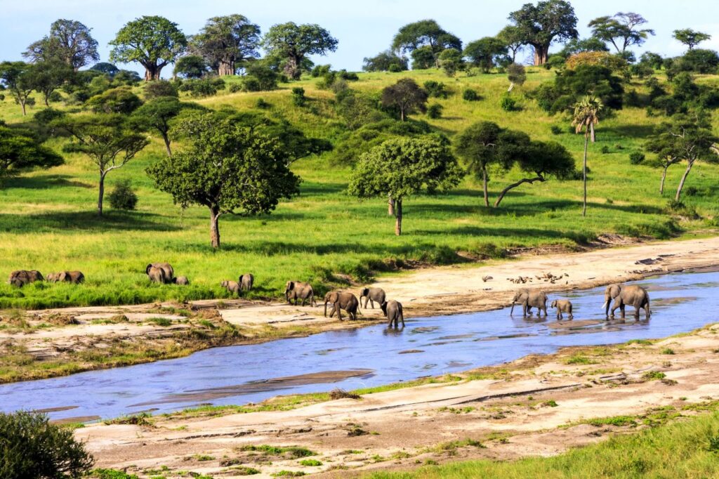 Best Tanzania National Parks to Visit for Safari