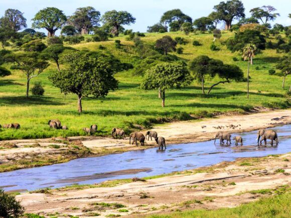 Best Tanzania National Parks to Visit for Safari