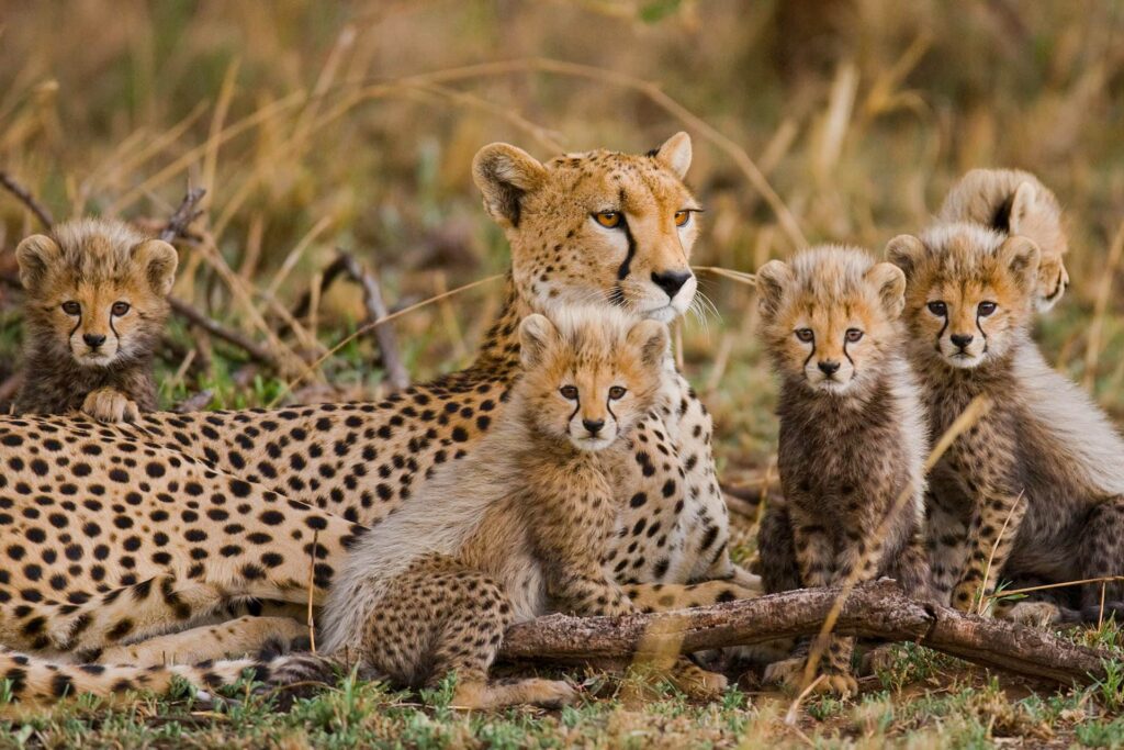 10 Endangered Animals You Might See on Safari in Tanzania