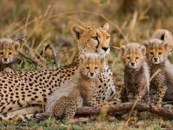 10 Endangered Animals You Might See on Safari in Tanzania