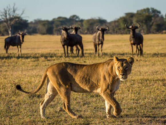 Wildlife in Tanzania: What Animals Will You See on Safari?