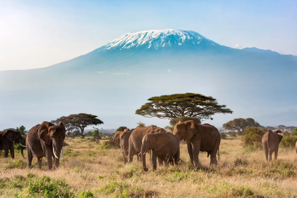 Mount Kenya vs Kilimanjaro: The Ultimate Adventure with I Artist Adventure