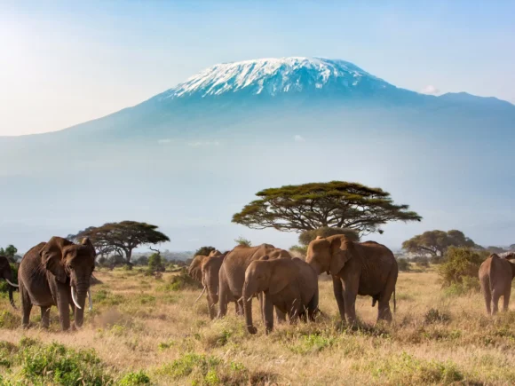 Mount Kenya vs Kilimanjaro: The Ultimate Adventure with I Artist Adventure