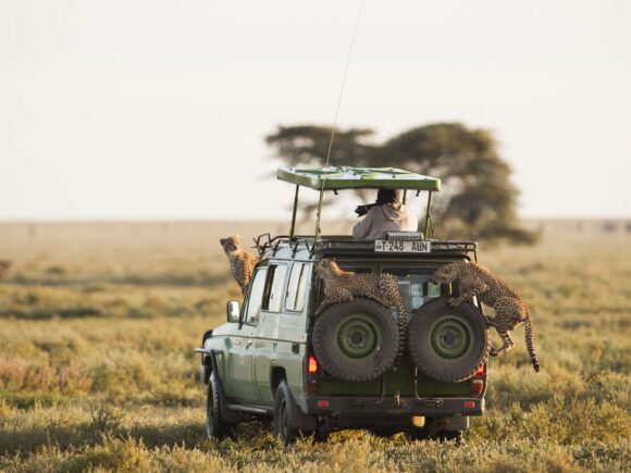 Masai Mara vs. Serengeti – Which Park Should You Choose?