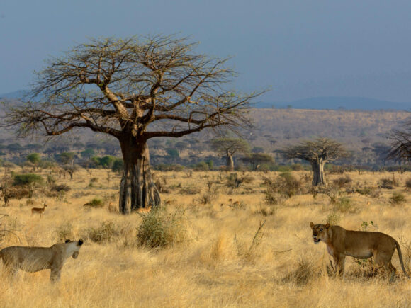 Best Safari Parks and Game Reserves Near Dar es Salaam