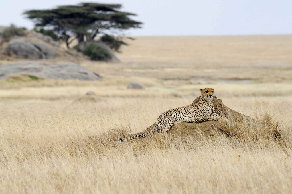 Extravagant Tanzania: Serengeti & Mafia Island Special