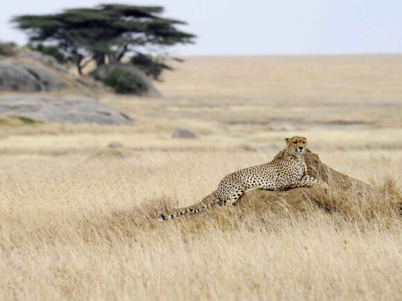 Extravagant Tanzania: Serengeti & Mafia Island Special