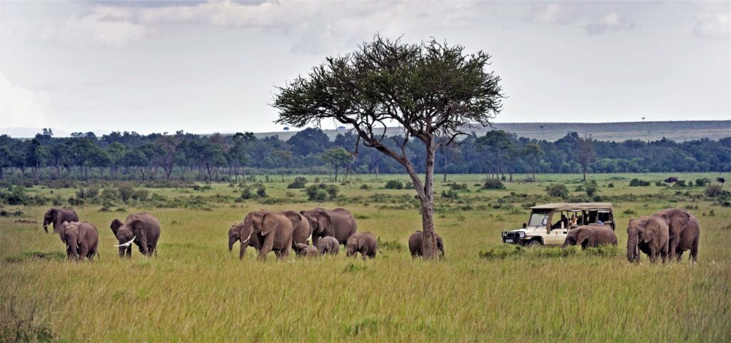 10 Best Tanzania Safari Tours: Our Top Picks