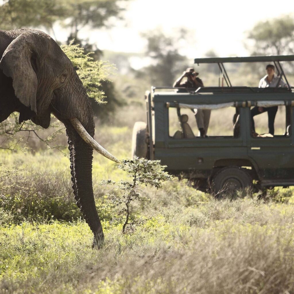 Great African Safari Destinations for LGBTQ+ Travelers