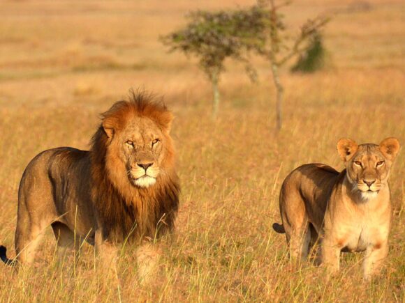 How to Have a Lion King African Safari with I Artist Adventure