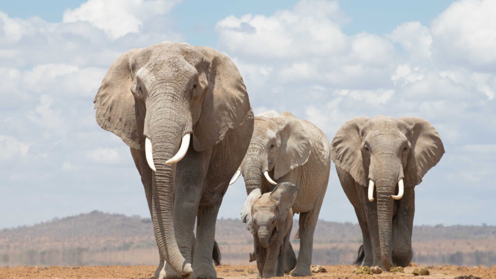 Kenya Elephants & Big Cats Safari