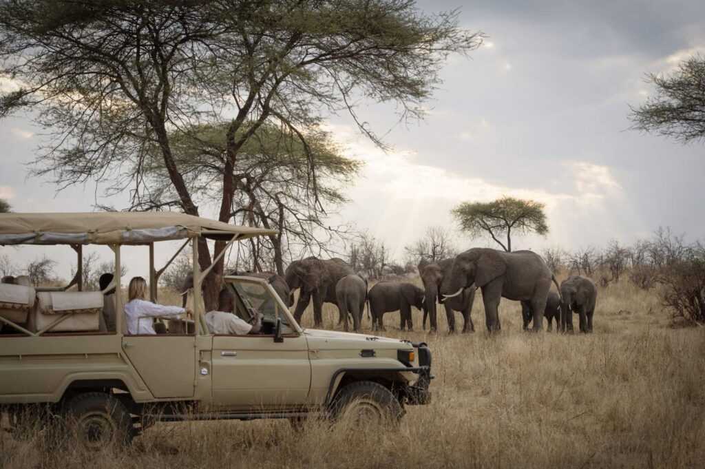 Safari Circuits in Tanzania: Northern vs Southern Routes with I artist Adventure