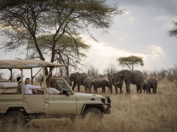 Safari Circuits in Tanzania: Northern vs Southern Routes with I artist Adventure