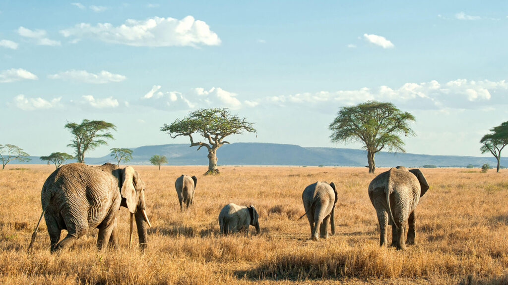 Tarangire vs Serengeti: Which Safari Destination is Right for You?
