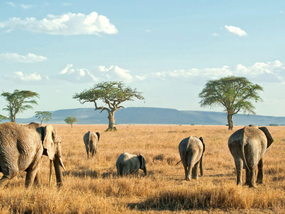 Tarangire vs Serengeti: Which Safari Destination is Right for You?