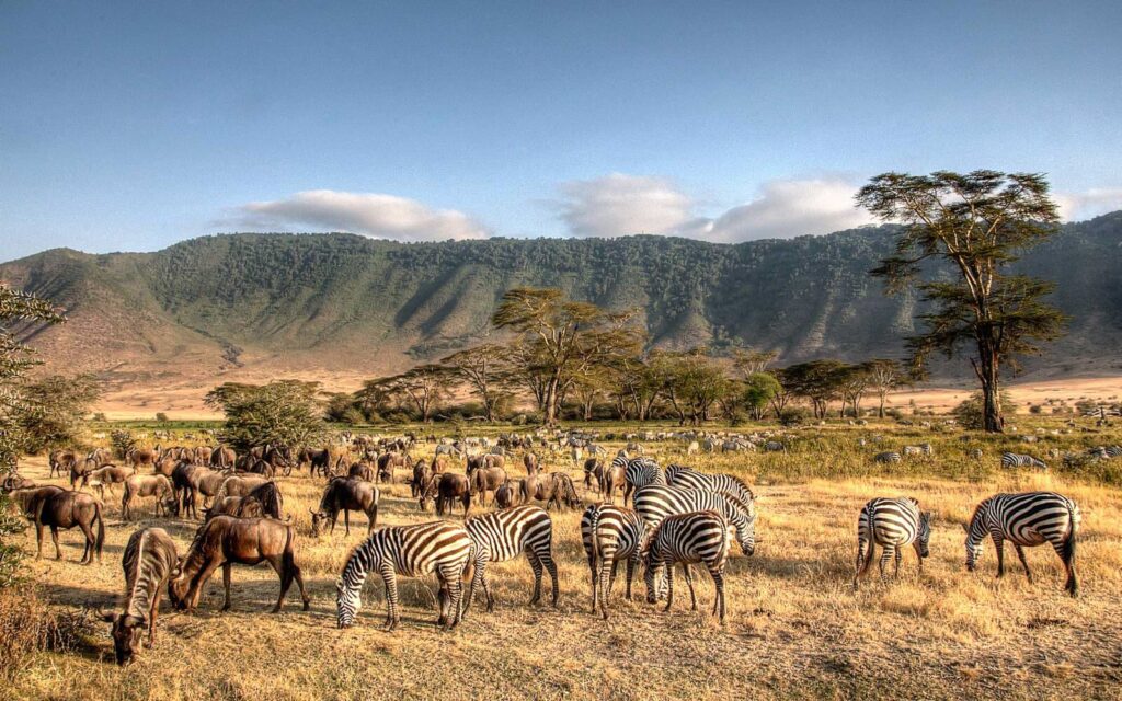 Tanzania Safari: How to Combine Serengeti & Ngorongoro Crater