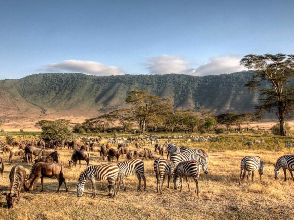 Tanzania Safari: How to Combine Serengeti & Ngorongoro Crater