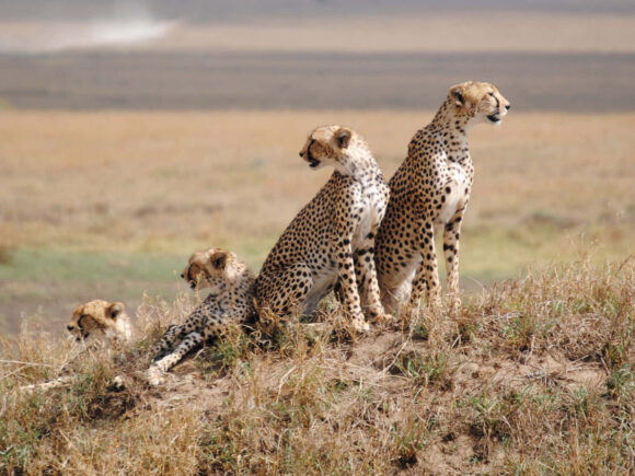 Tanzania Safari: Serengeti vs. Ngorongoro – Which One to Choose?