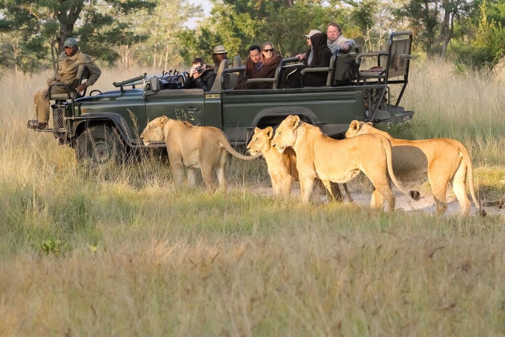Tanzania vs. Southern Africa: Which is Best for Your Safari Adventure?