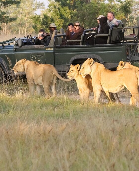 Tanzania vs. Southern Africa: Which is Best for Your Safari Adventure?