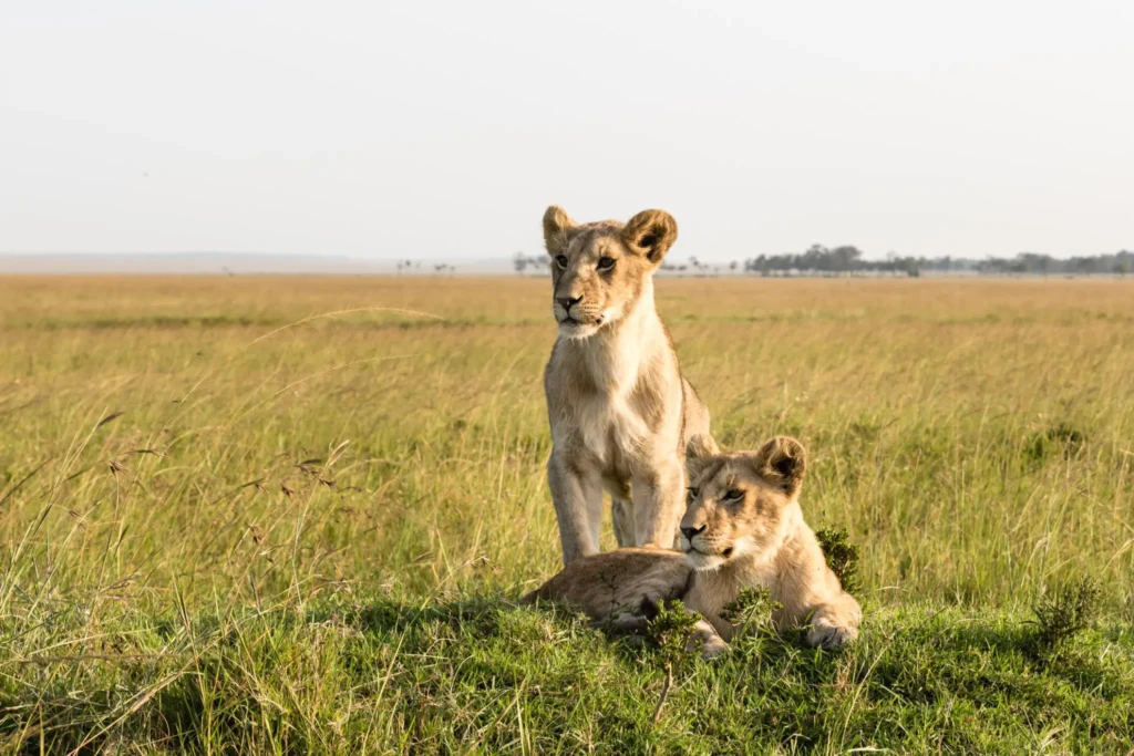 The Best National Parks and Reserves in Tanzania